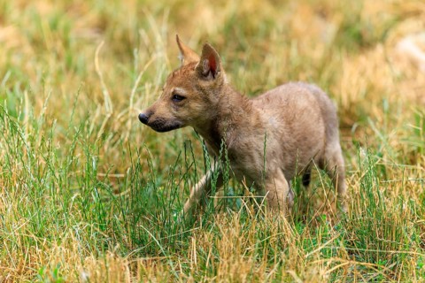 A wolf pup walks curiously through the tall grass, Timberwolf, wolf, American wolf, (Canis lupus
