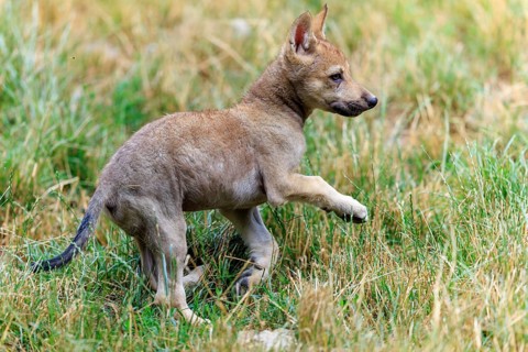 A playing wolf pup in the tall grass, Timberwolf, wolf, American wolf, (Canis lupus lycaon), pup,