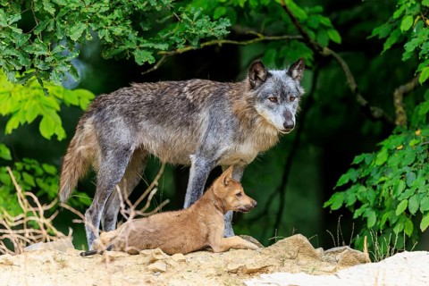 Old wolf and pup standing quietly in front of dense vegetation, Timberwolf, wolf, American wolf,