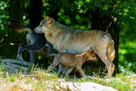 A wolf pup moves through the forest with two adult wolves, Timberwolf, wolf, American wolf, (Canis
