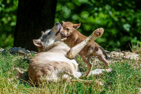 A wolf pup playing with an adult wolf in the green grass, Timberwolf, wolf, American wolf, (Canis