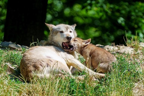 A puppy cuddles up to a resting wolf in nature, Timberwolf, wolf, American wolf, (Canis lupus