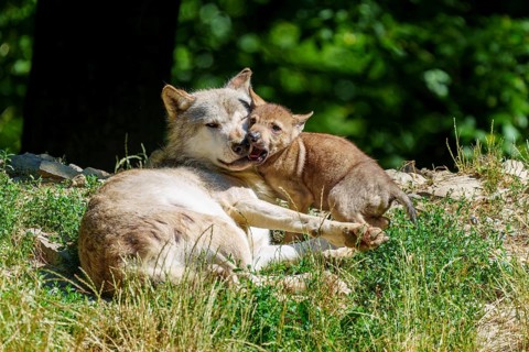A wolf pup cuddles up to a lying wolf in the countryside, Timberwolf, wolf, American wolf, (Canis