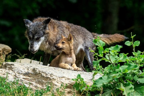 A wolf and its pup resting on a rock surrounded by greenery, Timberwolf, wolf, American wolf,