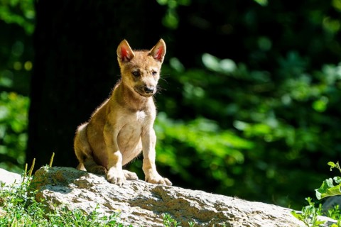 An attentive puppy sits on a stone, surrounded by summer forest landscape, Timberwolf, wolf,