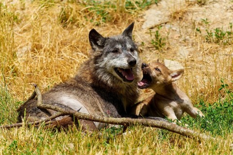 A wolf and a pup resting in a sunny meadow surrounded by dry grass, Timberwolf, wolf, American