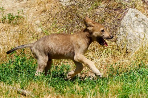 A wolf pup runs happily across a meadow, surrounded by summer vegetation and sunlight, Timberwolf,