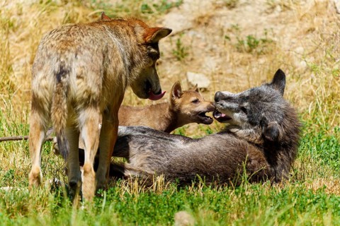 Wolves and a puppy playing in a meadow. Summer atmosphere with green grass and dry patches,