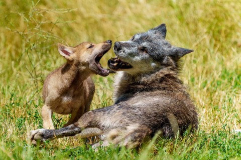 A wolf and its puppy playing in a sunny meadow, Timberwolf, wolf, American wolf, (Canis lupus