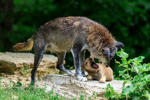 A wolf and her pup standing on a rock in a green environment, Timberwolf, wolf, American wolf,