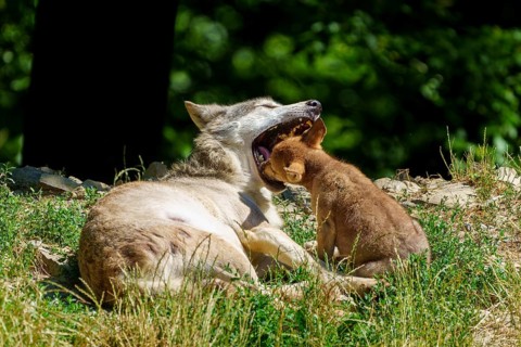 A puppy playing with a lying wolf in the grass, Timberwolf, wolf, American wolf, (Canis lupus