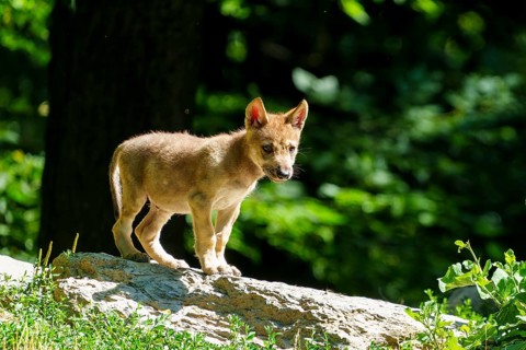 A wolf pup stands alertly on a stone in a summery forest with a green background, Timberwolf, wolf,