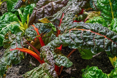 Chard, red and yellow-stemmed, vegetable patch, North Rhine-Westphalia, Germany