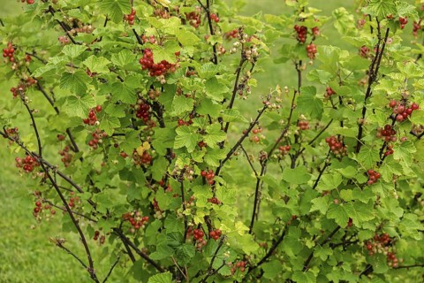 Currant bush (Ribes rubrum) with unripe and ripe berries, Netherlands