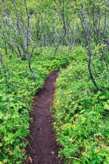 Path, hiking trail to Botnstjörn, Asbyrgi Gorge, Jökulsargljufur National Park, Iceland