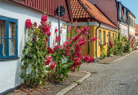 Hollyhocks (Alcea rosea) at houses in a small street in the idyllic downtown of Ystad, Skåne