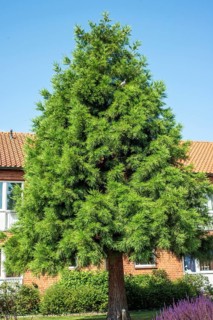 Mammoth tree (Sequioadendron giganteum) planted in a park in Ystad, Skåne County, Sweden,