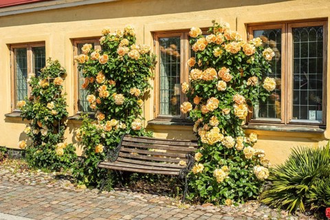 Yellow house with bench and yellow roses at a cobblestone street in Ystad, Skåne County, Sweden,