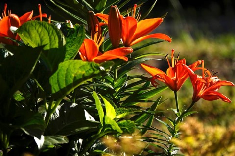 Magnificent lilies, June, Germany