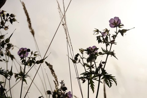 Meadow cranesbill, July, Germany