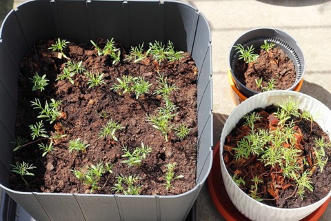 Ornamental basket 'Sensation Mix' (Cosmos bipinnatus), seven weeks after sowing, top view, North