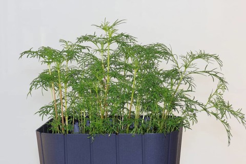 Ornamental basket 'Sensation Mix' (Cosmos bipinnatus), nine weeks after sowing, North