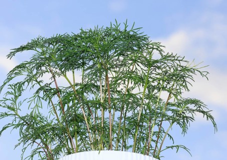 Ornamental basket 'Sensation Mix' (Cosmos bipinnatus), nine weeks after sowing, in the blue sky,