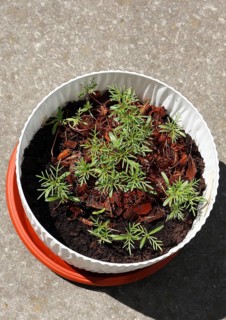 Ornamental basket 'Sensation Mix' (Cosmos bipinnatus), seven weeks after sowing, top view, North
