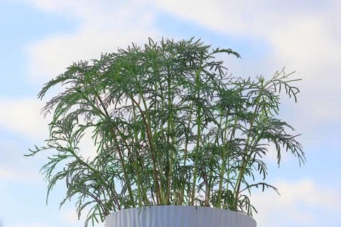 Ornamental basket 'Sensation Mix' (Cosmos bipinnatus), nine weeks after sowing, in the blue sky,