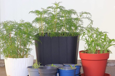 Ornamental basket 'Sensation Mix' (Cosmos bipinnatus), nine weeks after sowing together with