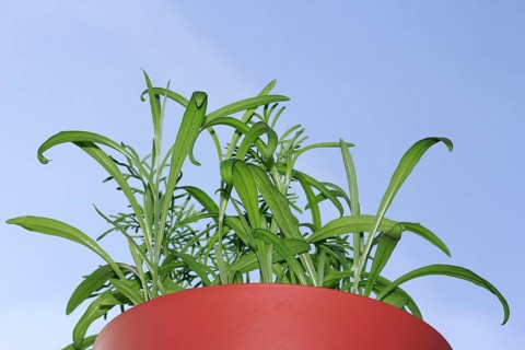 Ornamental basket 'Sensation Mix' (Cosmos bipinnatus), nine weeks after sowing together with