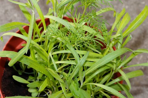 Ornamental basket 'Sensation Mix' (Cosmos bipinnatus), nine weeks after sowing together with