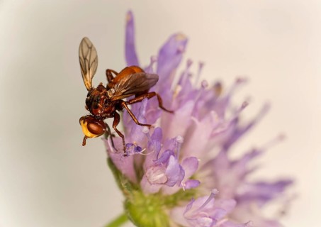 Sicus ferrugineus (Sicus ferrugineus), Ovronnaz, Valais, Switzerland