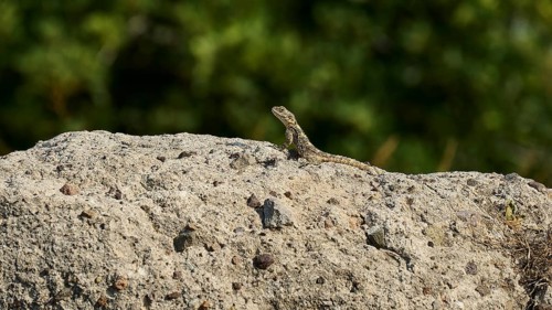 Lizard on a rock in front of a blurred green background, Ancient Agora, Kos Town, Kos, Dodecanese,
