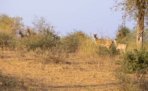 Nilgau antelope cows (Boselpahus tragocamelus) in the Thar Desert or Great Indian Desert, near