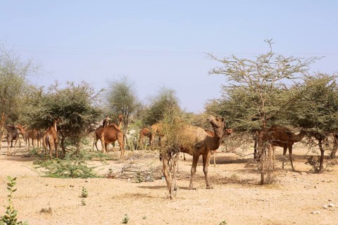Dromedaries (Camelus dromedarius) feeding on trees in the Thar Desert or Great Indian Desert, near