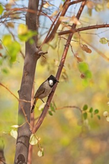 White-eared Bulbul (Pycnonotus leucotis) in the Thar Desert or Great Indian Desert, near Jaisalmer,