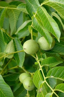 Walnut tree with walnuts, July, Germany