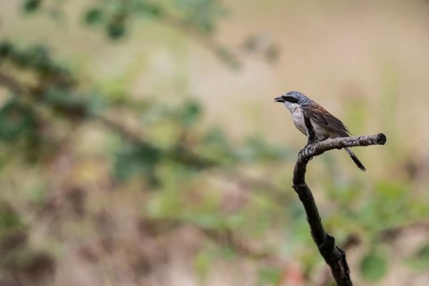 Red-backed shrike (Lanius collurio), Rhineland-Palatinate, Germany