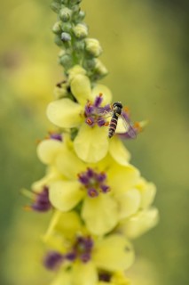 Dark mullein (Verbascum nigrum) with hoverfly (Sphaerophoria rueppelli), Emsland, Lower Saxony,