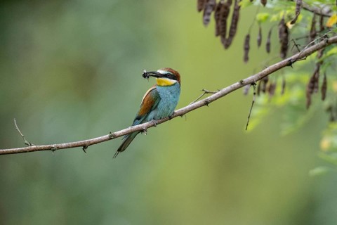 Bee-eater (Merops apiaster), Rhineland-Palatinate, Germany