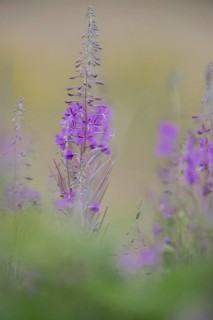 Willowherb (Epilobium angustifolium), Emsland, Lower Saxony, Germany