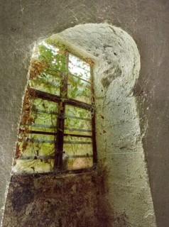 Basement window in abandoned cellar, covered with cobwebs and dried ivy