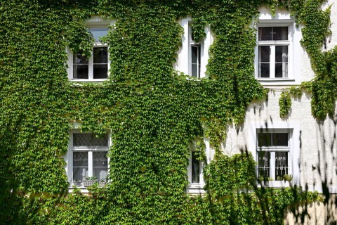 Wild Vine on house facade