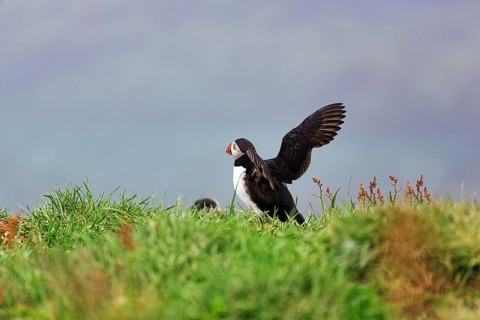 Puffin (Fratercula arctica) landing in a meadow, Borgarfjarðarhöfn near Bakkagerði, Bakkagerdi,