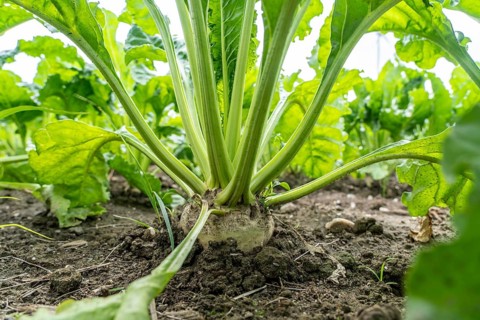 Sugar beet in a field, still growing, west of Kerken, on the Lower Rhine, North Rhine-Westphalia,