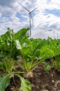 Sugar beet in a field, still growing, west of Kerken, on the Lower Rhine, wind farm, North
