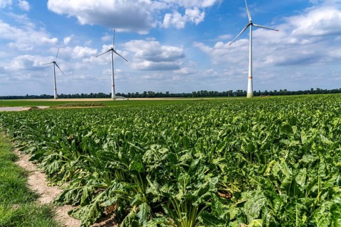 Sugar beet in a field, still growing, west of Kerken, on the Lower Rhine, wind farm, North