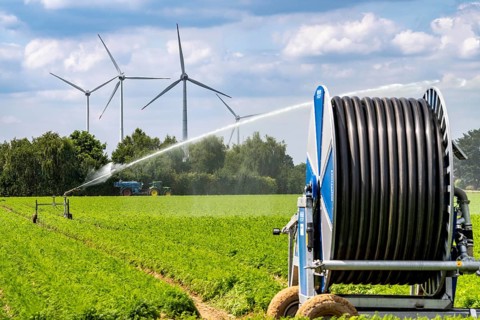 Artificial irrigation with a sprinkler system in a field where carrots are grown, hose reel, wind