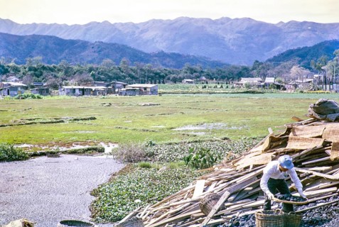 Coal sifting, pig weed, rice paddy fields, Tai Po, New Territories, Hong Kong, Asia, 1964
